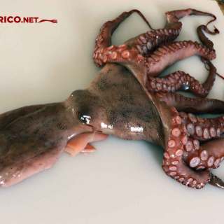 pulpo, comiendo rico